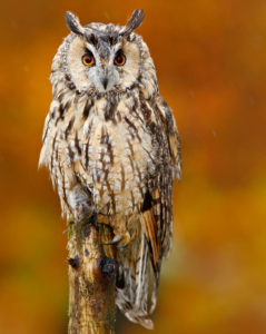 Long Eared Owl