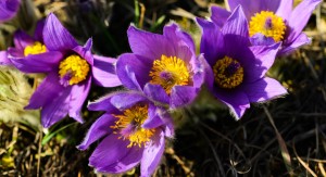 pasqueflower