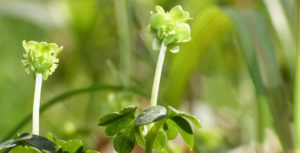 Adoxa-moschatellina