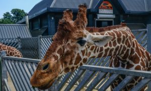 Colchester Zoo