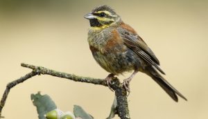 Cirl Bunting Emberiza cirlus