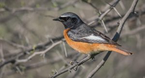 Black Redstarts are found in the Calder Valley