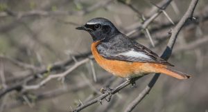 Black Redstarts are found in the Calder Valley