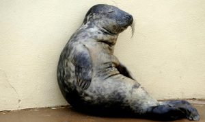 Mapplethorpe Seal Sanctuary