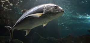 Atlantic bluefin tuna (Thunnus thynnus) 