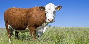 Hereford Cattle