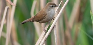 Cetti's Warbler