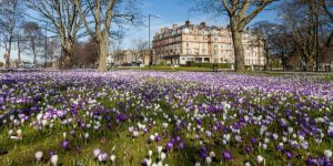 Harrogate Stray