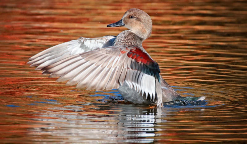 Male Gadwall 