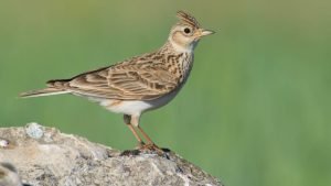 Skylark 