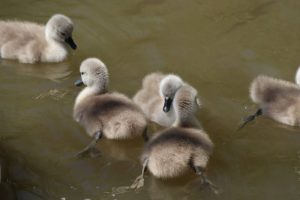 Cygnets abound at Hebburn Riverside Park