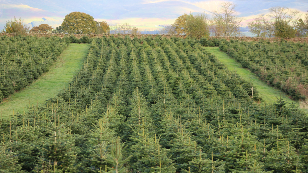 Select and Collect Christmas Trees in Penrith