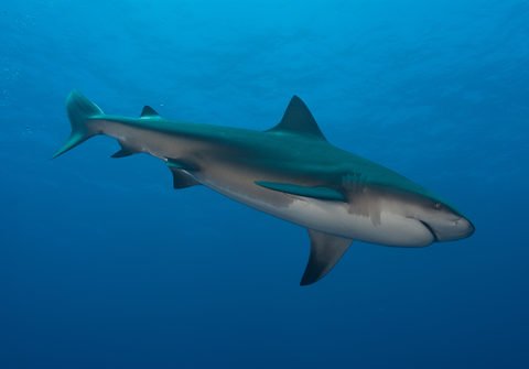 True or False Bull Shark Quiz