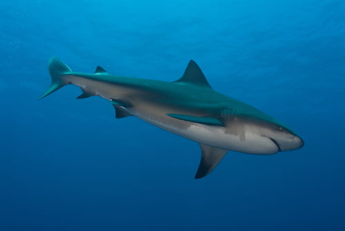 True or False Bull Shark Quiz