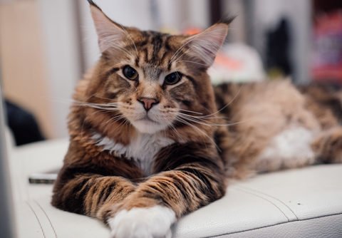 Is Marine Coon the Cat breed for you?