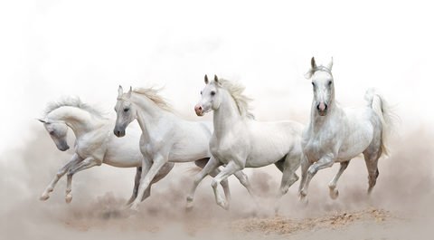 How much do you know about horses?