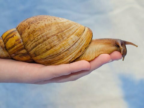 Quiz Time Giant African Snail: Achatina achatina