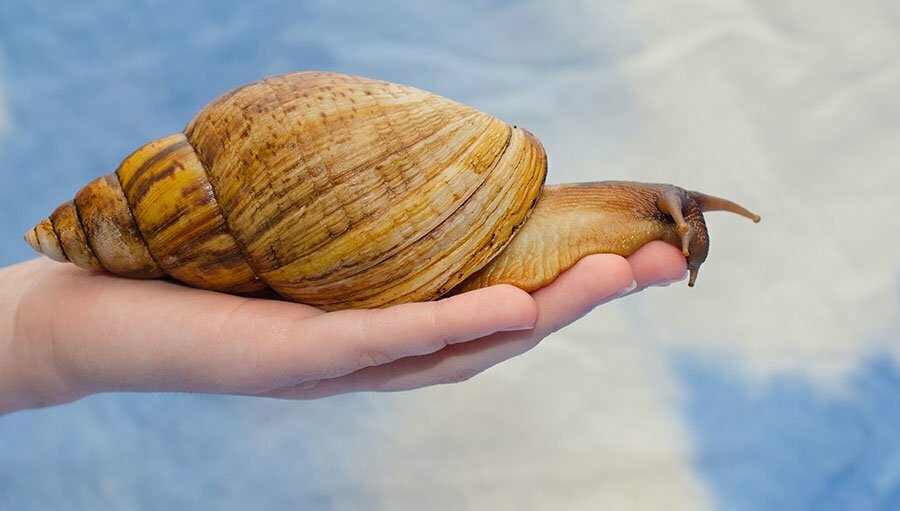 Quiz Time Giant African Snail: Achatina achatina