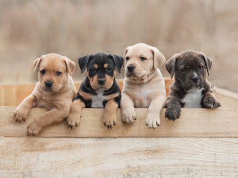 Which Is the Right Breed For You?