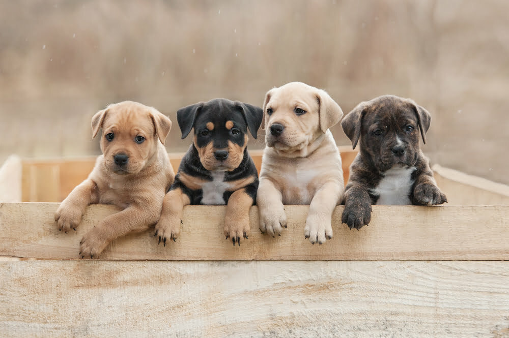 Which Is the Right Breed For You?