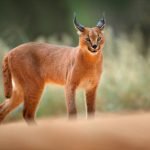 The Wildcats Quiz