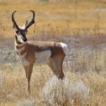 An Animal Recognition Quiz
