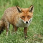 A Canine Recognition Quiz