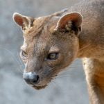 A Wildlife Quiz - Spot the Imposter!
