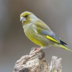 A UK Bird Recognition Quiz - Finches