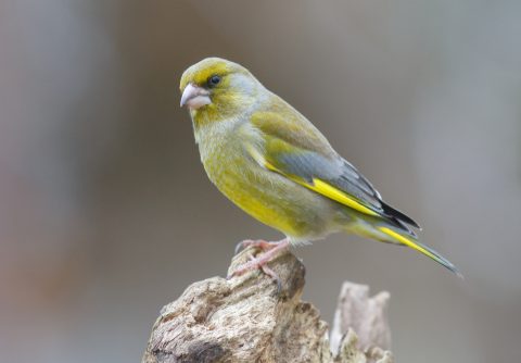 A UK Bird Recognition Quiz – Finches