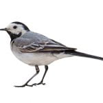 A UK Bird Recognition Quiz!
