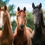 A Native British Horse Breeds Quiz