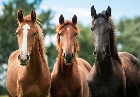 A Native British Horse Breeds Quiz