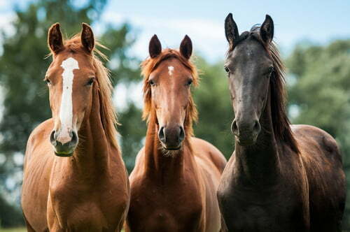 A Native British Horse Breeds Quiz