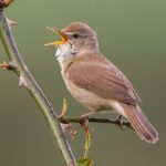 A UK Bird Recognition Quiz - Warblers