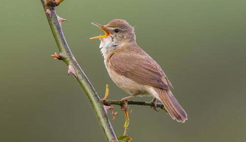 A UK Bird Recognition Quiz – Warblers