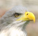 Lakeland Bird Of Prey Centre