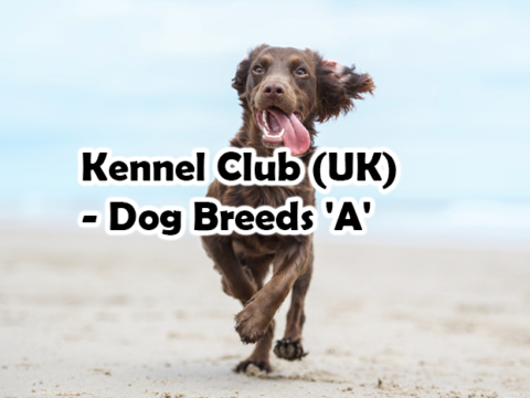 Kennel Club (UK) – Dog Breeds ‘A’