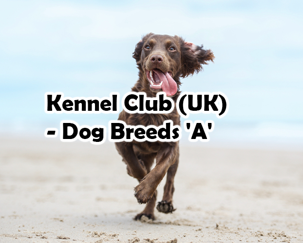 Kennel Club (UK) – Dog Breeds ‘A’