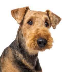 redline airedale