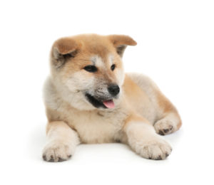 Akita Puppy