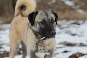 Anatolian Shepherd Dog