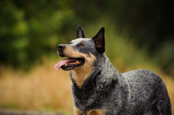 Australian Cattle Dog Australian Cattle Dog