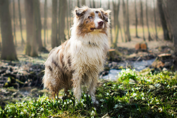 Australian Shepherd Dog