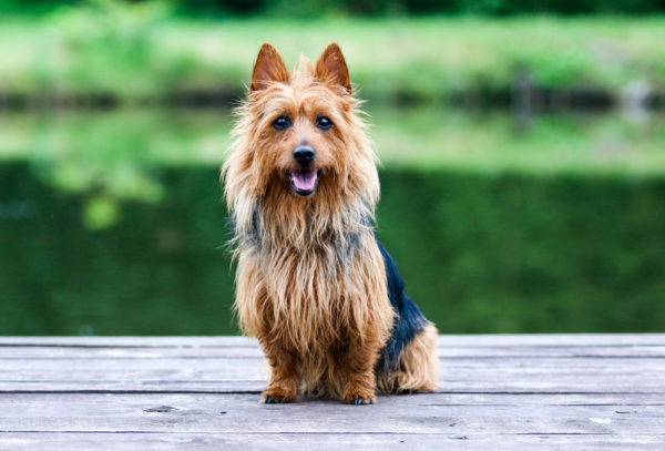 Australian Silky Terrier