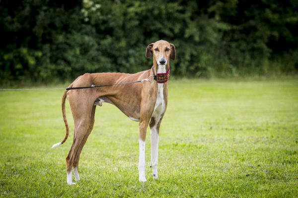 Azawakh hound sales