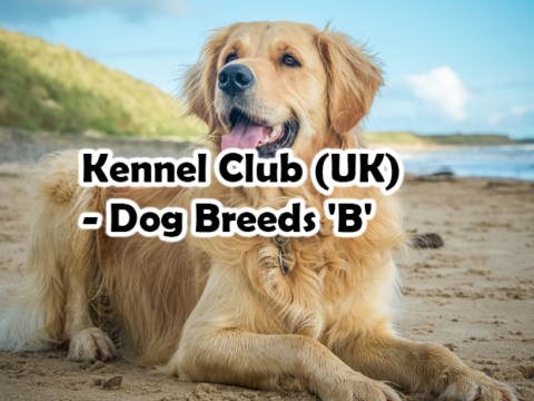 Kennel Club (UK) – Dog Breeds ‘B’
