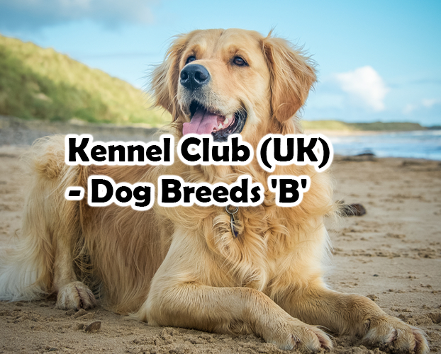 Kennel Club (UK) – Dog Breeds ‘B’