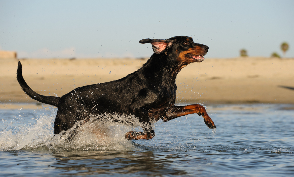 Black & Tan Coonhound - Hound