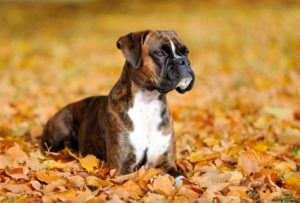 Boxer Dog